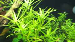 Aquarium einrichten mit Heteranthera zosterifolia