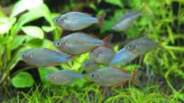 Aquarium einrichten mit Melanotaenia praecox - Diamantregenbogenfisch