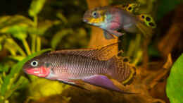aquarium-von-ajakandi-wild-wild-west_.. unser Pärchen -- Pelvicachromis taeniatus nigeria red
