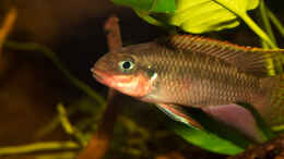 aquarium-von-ajakandi-wild-wild-west_.. unser Männchen -- Pelvicachromis taeniatus nigeria red