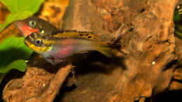 Foto mit Pelvicachromis taeniatus nigeria red
