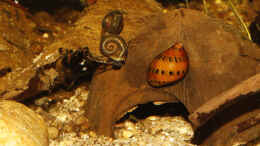 Foto mit Planorbarius corneus mit einer Vittina semiconica