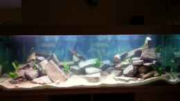 aquarium-von-marcus-e--becken-28699_Das Becken