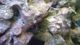 Aquarium einrichten mit Die Schlangenseesterne