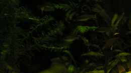 aquarium-von-peggy-kakadus-zuhause_2011 - Schmerle steht in der Strömung der extra dafür eing