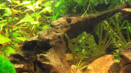 aquarium-von-mark-h--mark-rio240_Kleine Wurzel mit Anubias