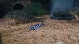 aquarium-von-mark-h--mark-rio240_Ein kleines Zebras. Aktuell ca. 3,5cm Groß 