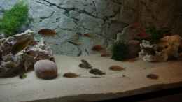 aquarium-von-michael-meyer-tanganjika_