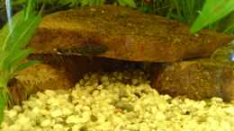 aquarium-von-peter-krusche-becken-2882_Prophir Steine, vone darauf Ancistrus Nachwuchs aus meinem S