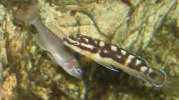 aquarium-von-susanne-gillig-becken-2883_junger Cyprichromis und kleiner J. transcriptus