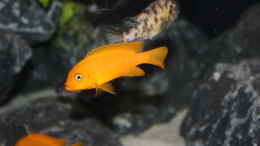 aquarium-von-svenv-90-rocks-of-lake-malawi_Maylandia sp. Msobo Magunga F1 female