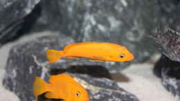 aquarium-von-svenv-90-rocks-of-lake-malawi_Maylandia sp. Msobo Magunga F1 Weibchen