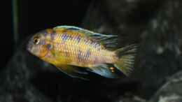 aquarium-von-svenv-90-rocks-of-lake-malawi_Tropheops sp. Black Makonde MC male