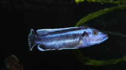 Foto mit Melanochromis kaskazini F0 male