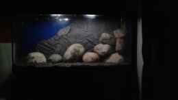 aquarium-von-torge-arp-saulosi-world_hälfte der steinaufbauten+zurechtgeschnittener rückwand