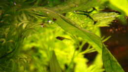 Aquarium einrichten mit brilliantsalmler (Moenkhausia pittieri)