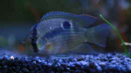 Aquarium einrichten mit Maroni-Buntbarsch (Cleithracara maronii)