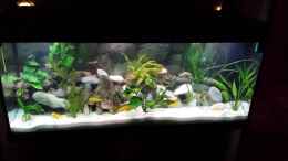 aquarium-von-benjamin-juwel-rio-240-malawi_11.01.2014