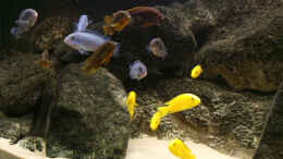 Aquarium einrichten mit Mbunas