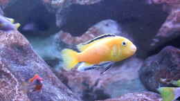 aquarium-von-wadde-becken-28893--malawidelta_Yellow