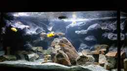 aquarium-von-wadde-becken-28893--malawidelta_Malawidelta 700