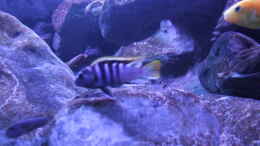 aquarium-von-wadde-becken-28893--malawidelta_Labidochromis sp. mbamba Mbamba Bay