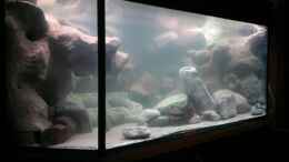 aquarium-von-wadde-becken-28893--malawidelta_von links