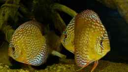 aquarium-von-marco-my-south-american-biotope_Disken mal mit Blitz 24.03.14