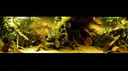 aquarium-von-marco-my-south-american-biotope_Gesamtansicht 13.04.14