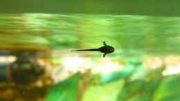 aquarium-von-marco-my-south-american-biotope_Sturisoma aureum Nachwuchs September/14
