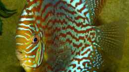 aquarium-von-marco-my-south-american-biotope_Diskus September/2014
