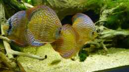 aquarium-von-marco-my-south-american-biotope_4 meiner 7 Symphysodon aequifasciatus 26.03.14