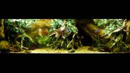 aquarium-von-marco-my-south-american-biotope_Gesamtansicht 02.08.14