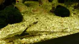 Aquarium einrichten mit Sturisoma aureum Weibchen 19.07.14