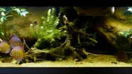 aquarium-von-marco-my-south-american-biotope_Gesamtansicht 22.03.14