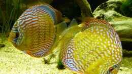 aquarium-von-marco-my-south-american-biotope_Disken 24.03.14