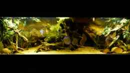 aquarium-von-marco-my-south-american-biotope_Gesamtansicht 11.04.14