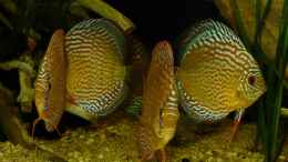 aquarium-von-marco-my-south-american-biotope_Disken mal mit Blitz 24.03.14