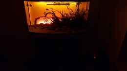aquarium-von-martin-w--new-beginning---_Hintergrundbeleuchtung Frontansicht