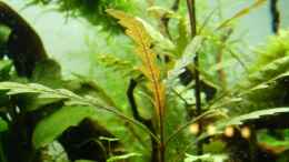 Aquarium einrichten mit Hygrophila pinnatifida