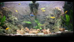 aquarium-von-noah99-mbuna-paradies-malawi_