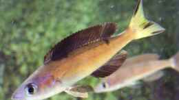 Foto mit Cyprichromis microlepidotus Kasai