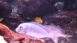 Aquarium einrichten mit Cyrtocara Moori Weibchen