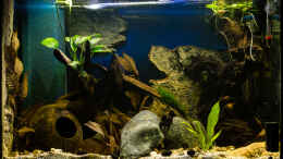 aquarium-von-goreslayer-mittelamerikanische-aufzuchtstation_75% Beleuchtung