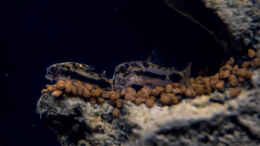 Aquarium einrichten mit corydoras habrosus - Schachbrett-Zwergpanzerwels