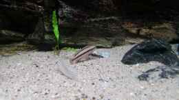 aquarium-von-bitman-lake-tanganyika-rock-zone_Telmatochromis vittatus