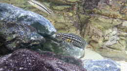 aquarium-von-bitman-lake-tanganyika-rock-zone_Julidochromis marlieri ???Magara 