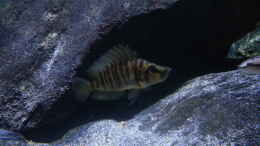 aquarium-von-bitman-lake-tanganyika-rock-zone_Altolamprologus compressiceps Golden Head