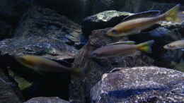 aquarium-von-bitman-lake-tanganyika-rock-zone_Cyprichromis leptosoma jumbo yellow head mpimpwe