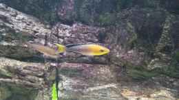 Aquarium einrichten mit Cyprichromis leptosoma jumbo yellow head mpimpwe
